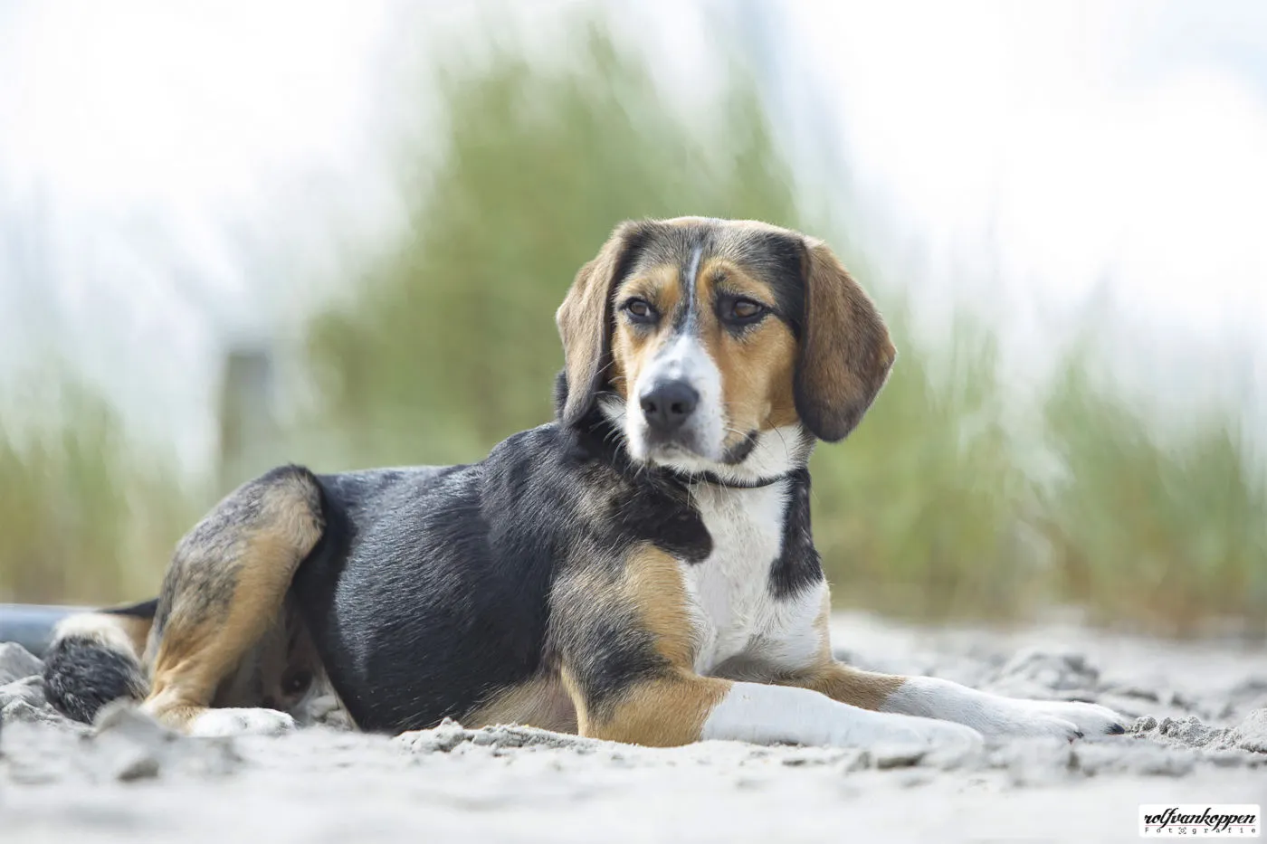 Ferienpark am Meer mit Hund