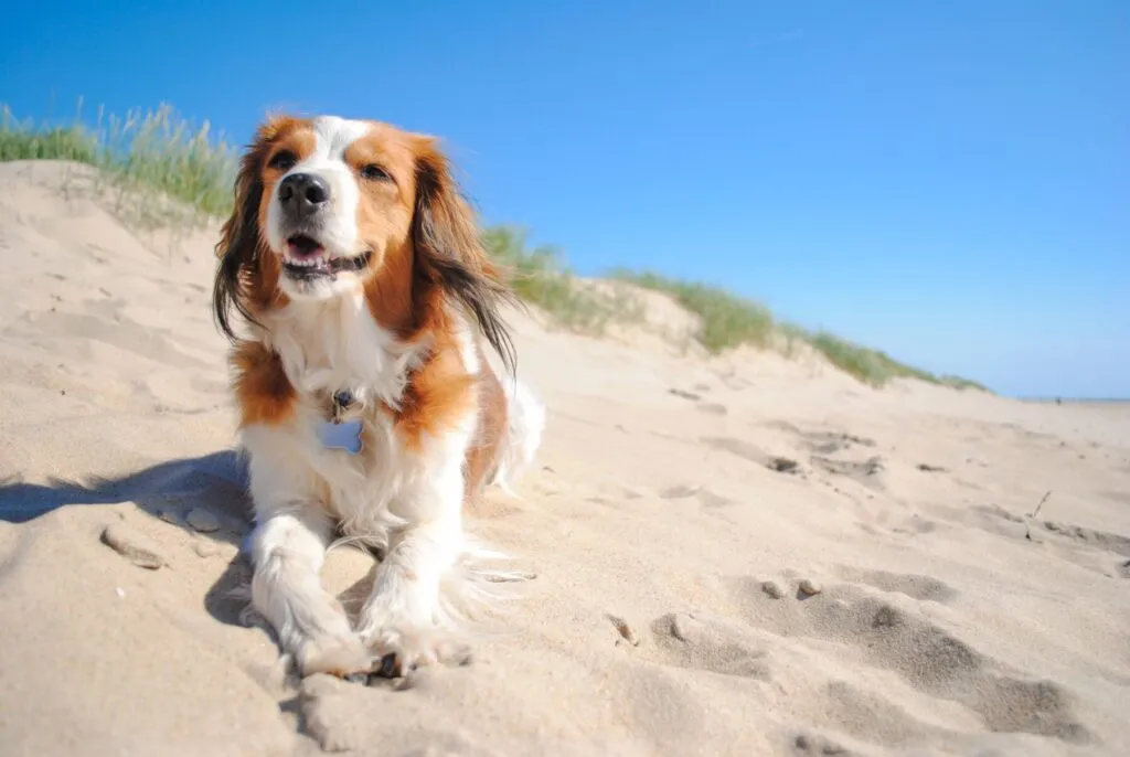 huisje aan zee met hond