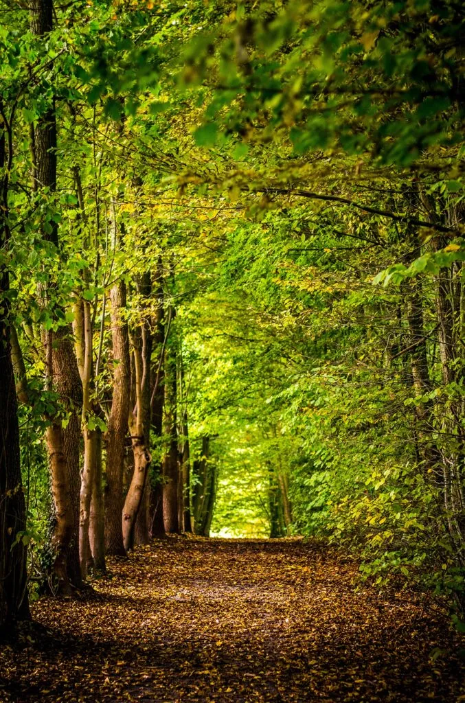 staelduinse bos